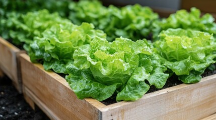 Fresh, vibrant green lettuce plants in raised wooden garden beds. Healthy, thriving leafy greens