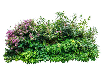 Obraz premium Decorative Garden Bush with Purple and Yellow Flowers. Isolated on a Transparent Background