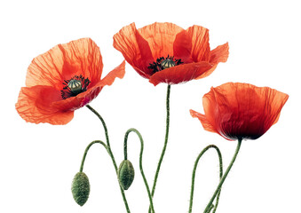 Obraz premium Vibrant Red Poppy Flowers with Long Green Stems. Isolated on a Transparent Background