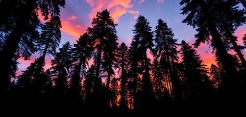 Silhouetted redwood giants, fiery sunset hues, environment, sunset