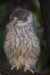 the barking owl is perched on a tree branch