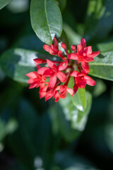 A red flower with green leaves