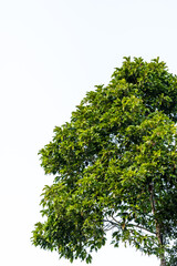 A tree with green leaves is standing in front of a white background