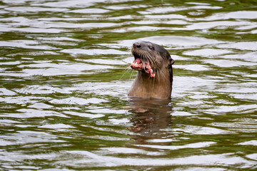 Obraz premium Smooth-coated Otter - Lutra perspicillata, fresh water otter from South and Southeast Asian lakes and marshes, Singapore.