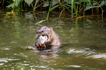 Fototapeta premium Smooth-coated Otter - Lutra perspicillata, fresh water otter from South and Southeast Asian lakes and marshes, Singapore.