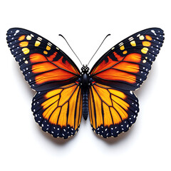 Fototapeta premium Macro photography of butterfly wings high resolution picture