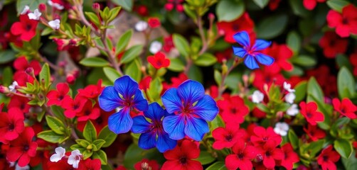 Vibrant backdrop, blue & red flower, red & white blooms, nature, background image