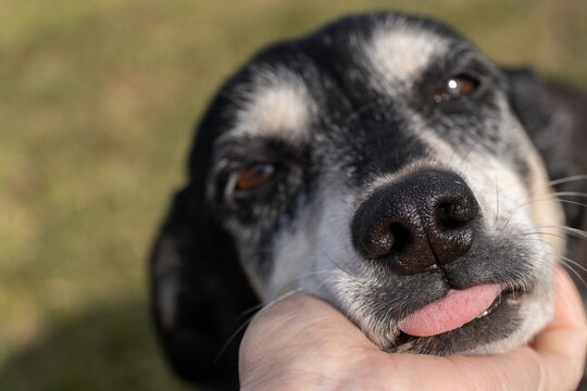 Close-up portrait of an elderly dog with gray fur and tongue sticking out, resting its chin in a human hand. The image captures warmth, care, and emotional connection.