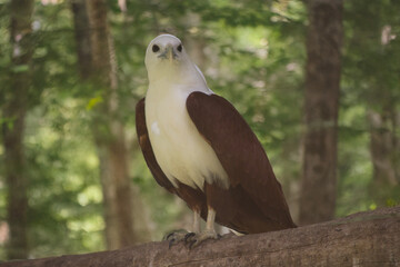 the brahminy kite is perched on a branch