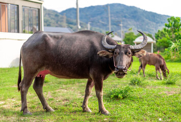 Blurred wallpaper (buffalo flocks) that live together, many of which are walking for food, natural...