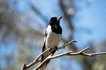 the butcher bird is perched on a branch