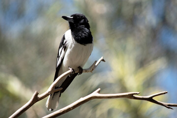 the pied butcher birde id perched  on a branch