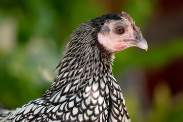this is a close up of a black  and white chicken