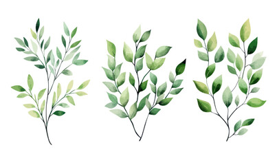 Fototapeta premium Elegant Watercolor Green Leaf Twigs Vector on Transparent Background for Design