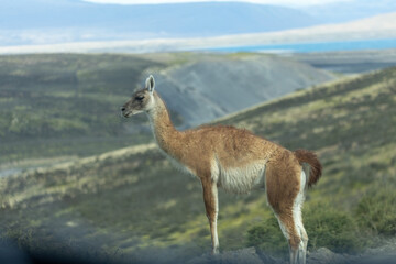 Guanaco (Lama Guanaco) in Torres del Paine National Park, Patagonia, Chile.	