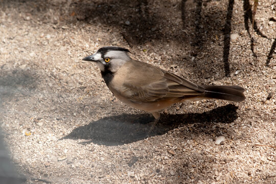this is a side view of a crested bellbird