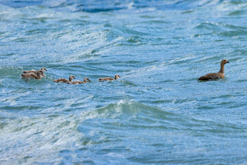 Upland Geese with chicks in a lake. Torres del Paine, Chile