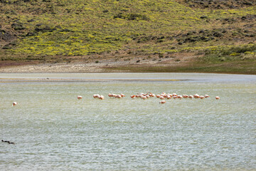 Chilean Flamingo, Torres del Paine National Park, Chile