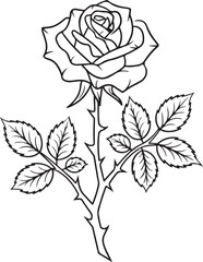 black rose vector illustration