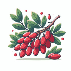 barberry, ripe, food, berry, red, leaf, fruit, plant, branch, fresh, natural, healthy, antioxidant, vitamin, spice, goji, organic, herb, background, ingredient, isolated, autumn, herbal, snack, medici