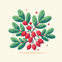 barberry, ripe, food, berry, red, leaf, fruit, plant, branch, fresh, natural, healthy, antioxidant, vitamin, spice, goji, organic, herb, background, ingredient, isolated, autumn, herbal, snack, medici