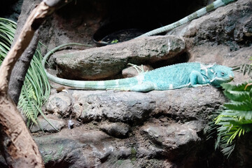 the Fiji iguana is climbing on the rocks