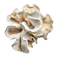 Fototapeta premium Oyster mushroom isolated on white background