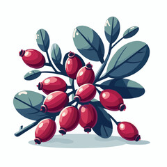 barberry, ripe, food, berry, red, leaf, fruit, plant, branch, fresh, natural, healthy, antioxidant, vitamin, spice, goji, organic, herb, background, ingredient, isolated, autumn, herbal, snack, medici