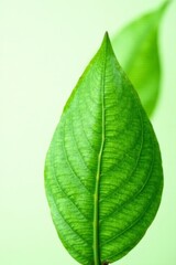 Obraz premium Fresh green coconut leaf with intricate veins, textured, botanical