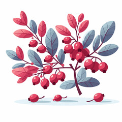 barberry, ripe, food, berry, red, leaf, fruit, plant, branch, fresh, natural, healthy, antioxidant, vitamin, spice, goji, organic, herb, background, ingredient, isolated, autumn, herbal, snack, medici