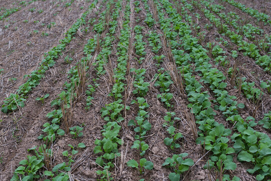 Rows of young canola plants sown directly into stubble (minimum tillage)