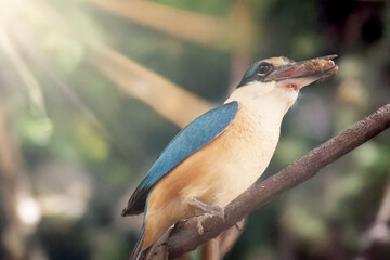 The kingfisher is eating