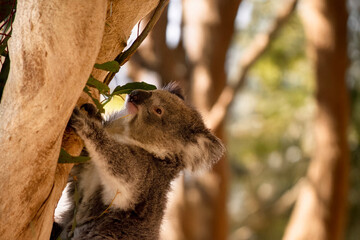 the koala is eating eucalyptus leaves