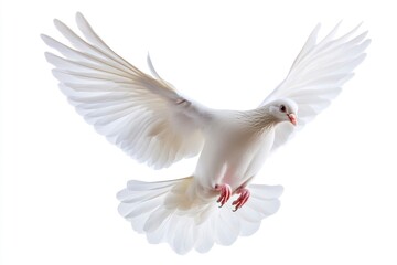 White Dove Flying with Spread Wings Against a Bright White Background