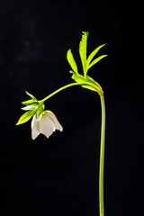 White Christmas rose (Helleborus niger) in Japan in March