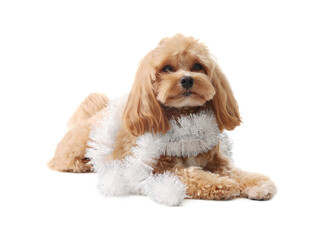 Cute dog with shiny tinsel on white background