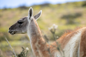 Obraz premium Guanaco (Lama Guanaco) in Torres del Paine National Park, Patagonia, Chile. 