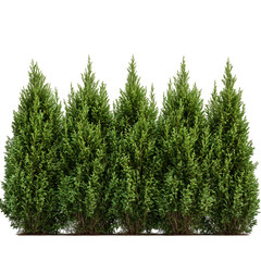 A Dense Evergreen Cypress Hedge with Fine Needles Isolated on Transparent Background