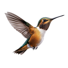 Fototapeta premium Vibrant hummingbird in mid-flight showcasing iridescent feathers