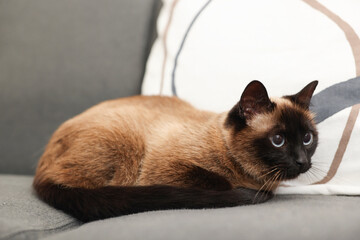 Adorable Thai cat resting on soft sofa