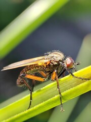 Empis tessellata. Mosca danzante. Empididae. 
