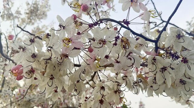 Flower (Cassia bakeriana) or Pink Shower, Wishing tree, Dwarf Apple Blossom tree Naturally beautiful flowers in the garden