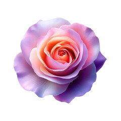 Elegant rose with soft pink and lavender hues