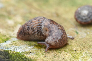Closeup on a grey field or grey milky garden slug, Deroceras reticulatum on wood in the garden