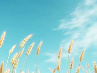 Fototapeta premium Wheat against a blue sky