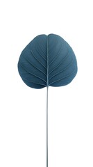 Teal Leaf for Isolated, Studio Shot.
