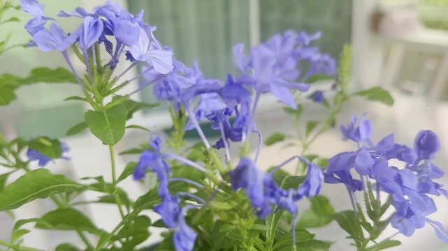 Silhouette landscape of nature flower Cape Leadwort or White Plumbago at nature lush with sunlight (sunset or sunshine) in countryside or park