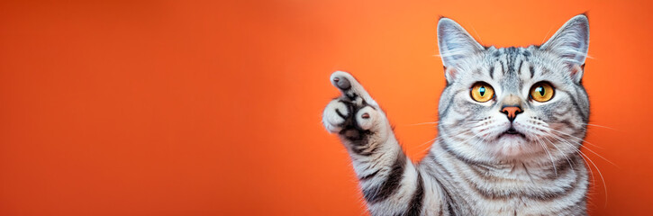 Portrait of beautiful happy cat pointing finger to the side on isolated orange banner background.