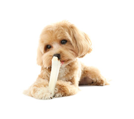 Cute dog with chew bone on white background