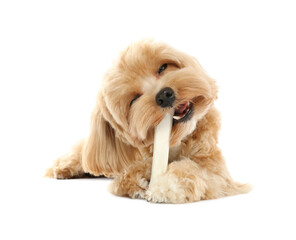 Cute dog with chew bone on white background